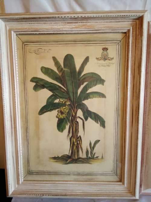 Stunning set of Shabby Chic Framed Vintage Style Botanical Prints H+-72cm each width +-55cm