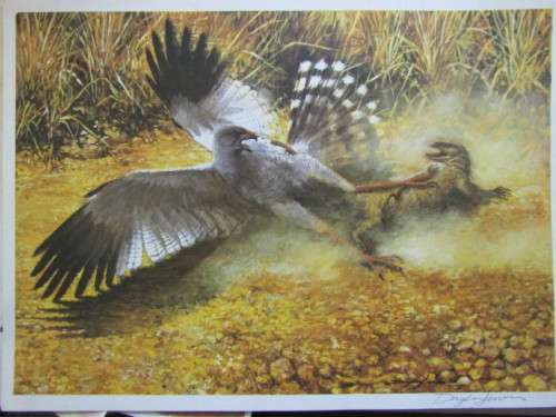 Signed  Print by Renowned South African Artist Dylan Jarvis