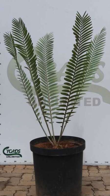 E. heenanii