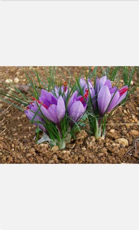 SAFFRON BULBS(STARTER PACK OF 5 CORMS)