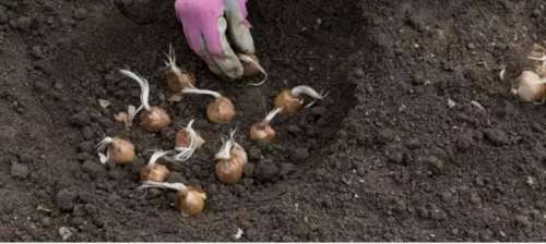 SAFFRON BULBS(STARTER PACK OF 5 CORMS)