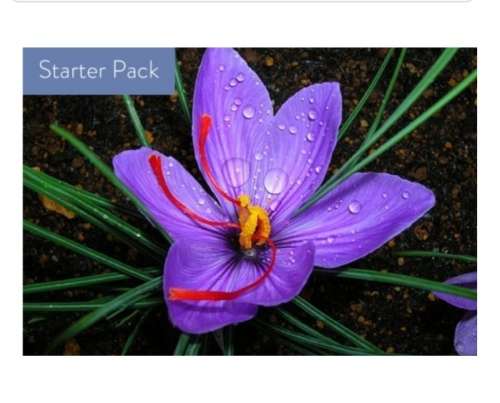 SAFFRON BULBS(STARTER PACK OF 5 CORMS)