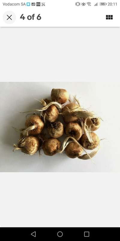 SAFFRON BULBS(STARTER PACK OF 5 CORMS)