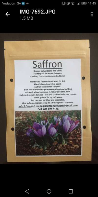SAFFRON BULBS(STARTER PACK OF 5 CORMS)