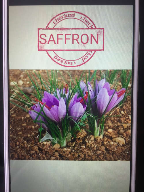 Saffron Starter Pack5 BulbsCrocos Sativus