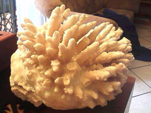 Large piece  of white Coral Condition as per pictures