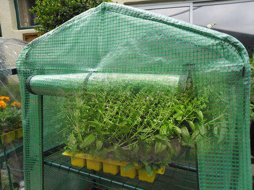 Mini Greenhouse