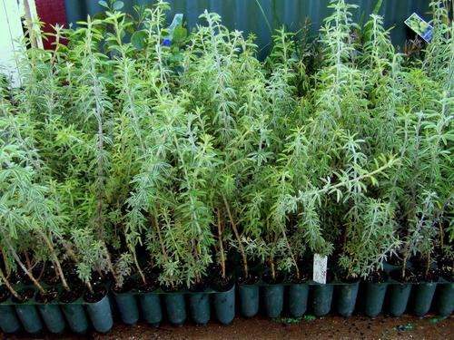 Tree Lucerne/Tagasaste Seeds (100)