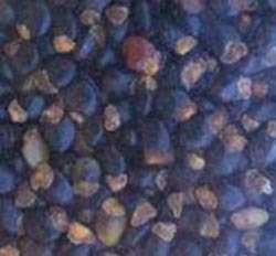 tree lucerne, boom lusern, tagasaste, wonder fodder for farm animals, cows, goats, horses