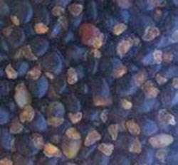 Tree Lucerne Seeds x 1000