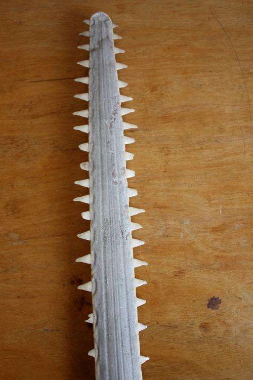 Rare Sawfish Rostrum
