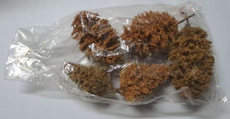 Model Trains 1:87 HO - Trees (pack of 5)