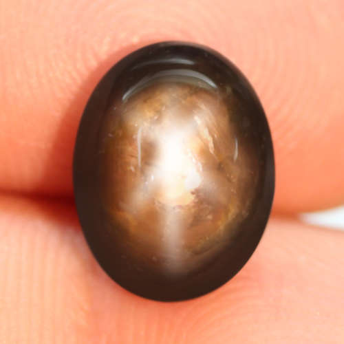 7.09Ct.Star 6 Rays Golden Black Sapphire Cabochon Natural 100%  Unheated