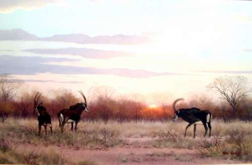 Wim Kosh - Swartwitpens in the veld