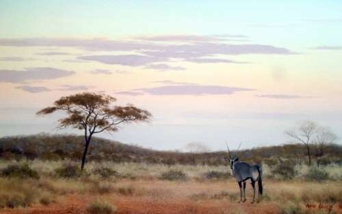 Wim Kosh - Gemsbok in the veld