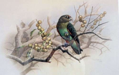 Simon Calburn - Limited edition bird print Nr2!!  Magnificent!!