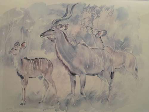 Patricia Wiles - Koedoe - Limited edition print
