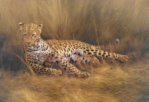 Kim Donaldson - Limited edition wild life print!!  Magnificent!!