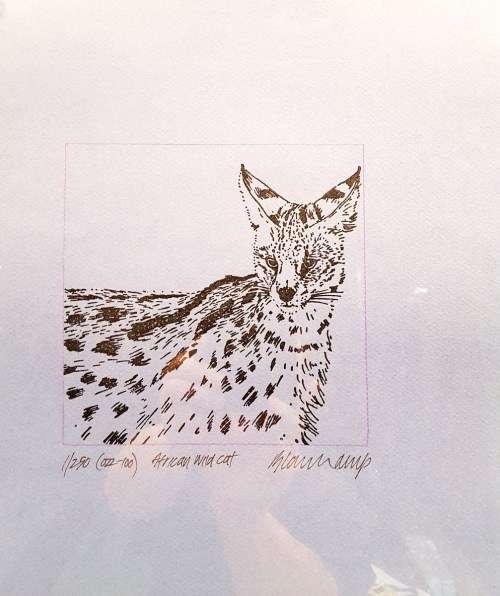 Paul Blomkamp - Wild Cat