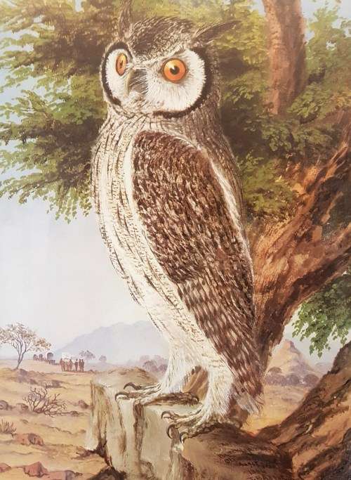 Thomas Baines - White Faced Owl