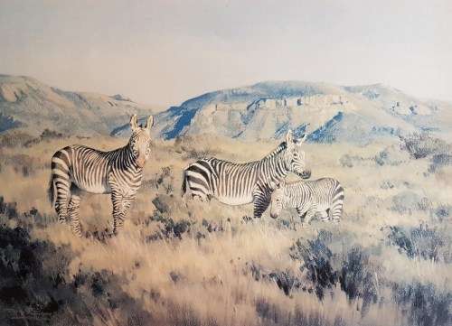 Dino Paravano - Zebra`s