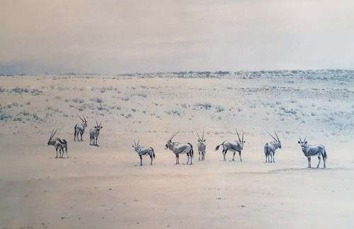 Dino Paravano - Gemsbok