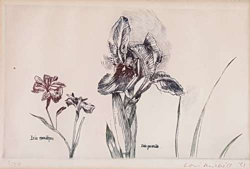 Louis Michell - Iris - Colored Etching