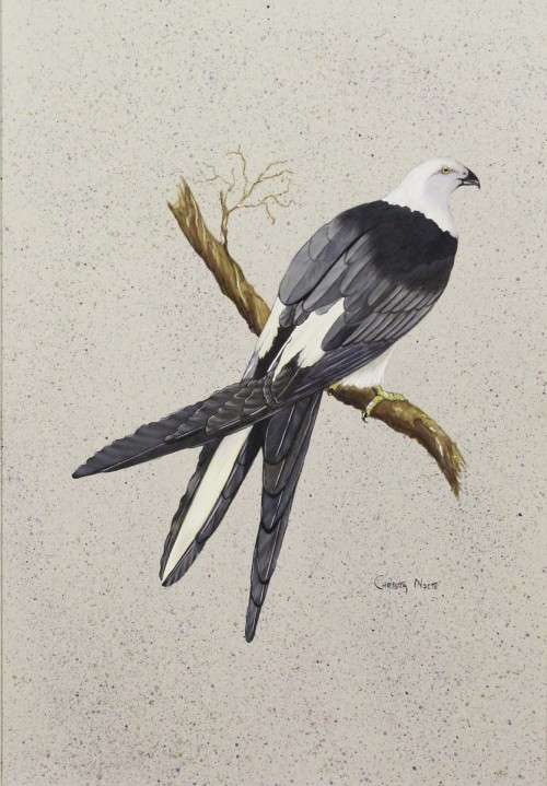 Christa Nolte - Bird study