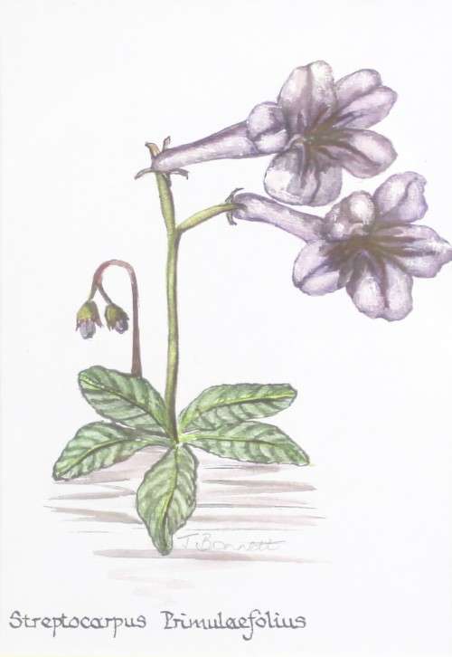J Bonnet - Still life flower