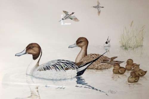 V Ettershank - Pintail