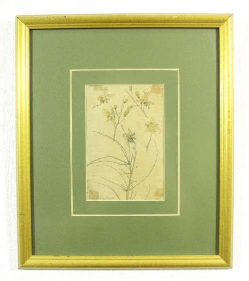 Erich Mayer - Botanical study SWA