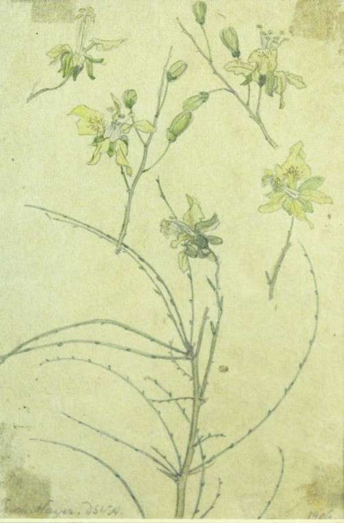 Erich Mayer - Botanical study SWA