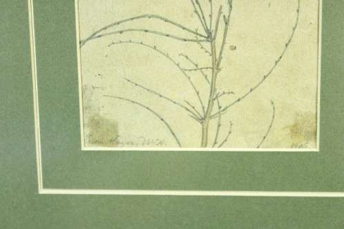 Erich Mayer - Botanical study SWA