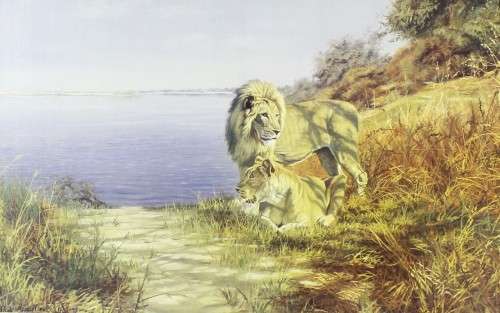 Paul Augustinus - Lions