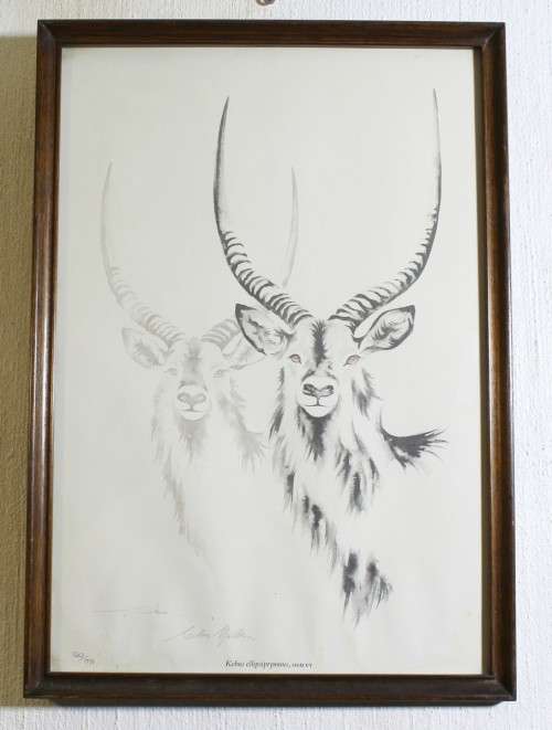 Clive Walker - Waterbuck
