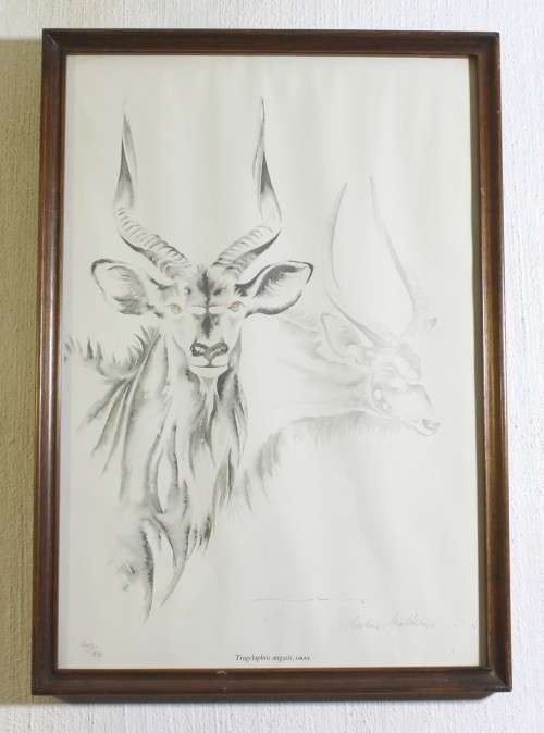 Clive Walker - Nyala - Beautiful! - Low price, bid now!!