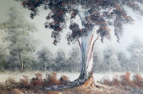 Antonio - Eucalyptus Tree