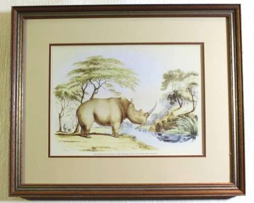 WC Harris - Rhino