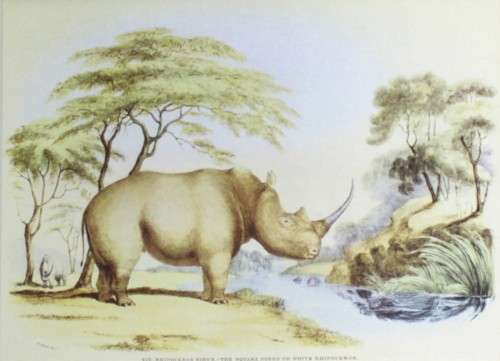 WC Harris - Rhino