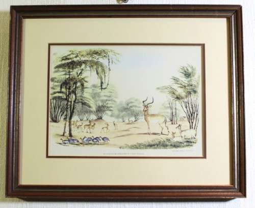 WC Harris - The Duiker