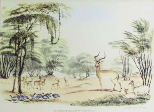 WC Harris - The Duiker