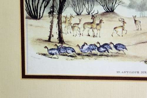WC Harris - The Duiker