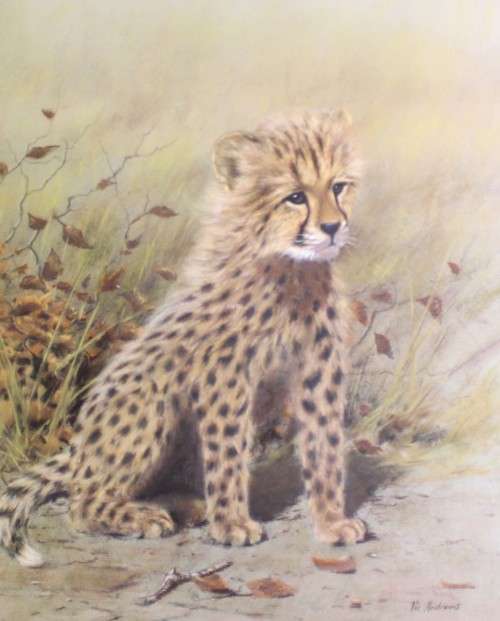 Vic Andrews - cheetah cub