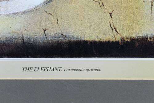 Keith Joubert - Limited edition lithoprint - The Elephant