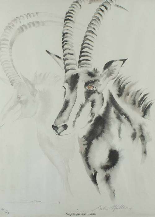 Clive Walker - Sable Antelope