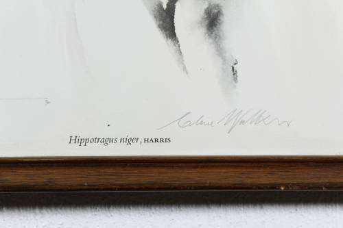 Clive Walker - Sable Antelope