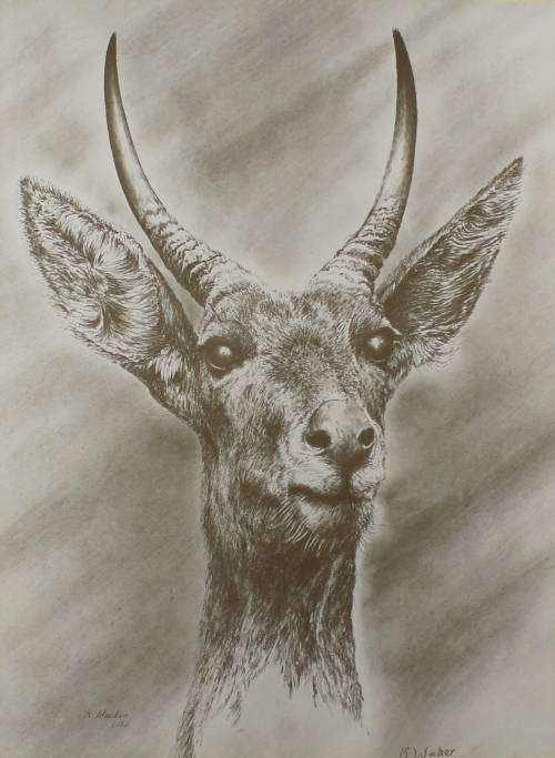 K Walker - Buck Profile