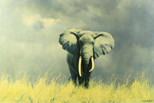 David Shepherd - Elephant