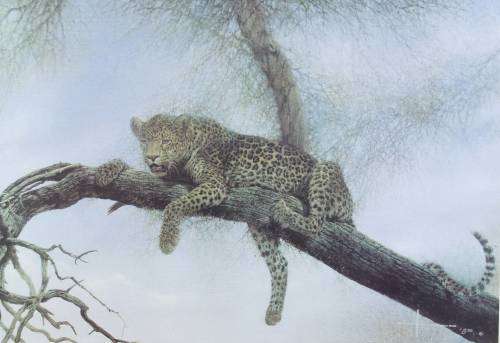 Henk Vos - Leopard in a tree - A beautiful print!! Bid now!