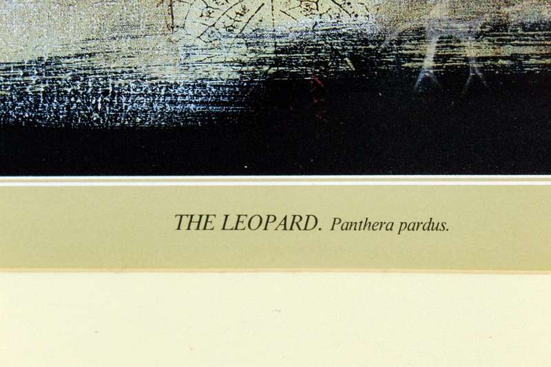 Keith Joubert - Limited edition lithoprint - The Leopard